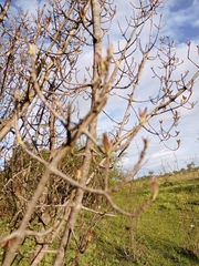 Guettarda uruguensis