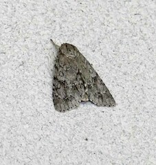 Acronicta americana