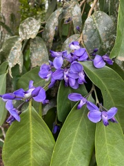 Acanthocladus pulcherrimus