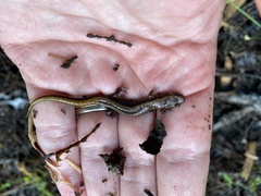 Desmognathus ochrophaeus
