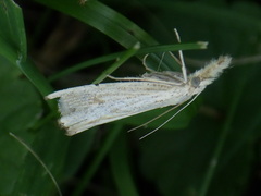 Agriphila