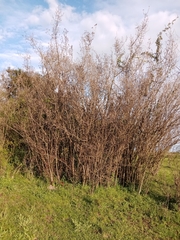 Guettarda uruguensis