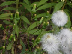 Erechtites hieraciifolius