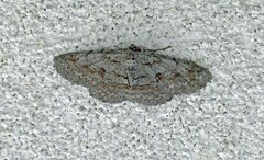 Iridopsis vellivolata