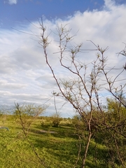 Parkinsonia aculeata