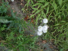 Erechtites hieraciifolius