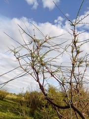 Parkinsonia aculeata