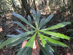 Anopterus macleayanus