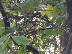 Myiodynastes maculatus