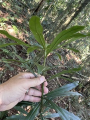 Anopterus macleayanus