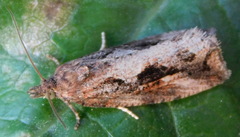 Endothenia quadrimaculana