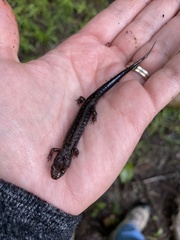 Desmognathus ochrophaeus