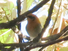 Peucedramus taeniatus