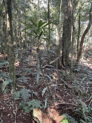 Anopterus macleayanus