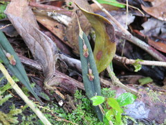 Lepanthes mucronata