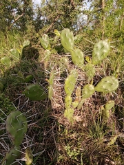 Opuntia