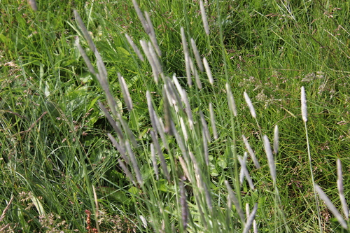 psiarka lúčna (Alopecurus pratensis)