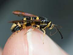 Synanthedon decipiens