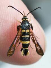 Synanthedon decipiens