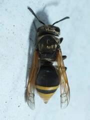 Brachygastra mellifica