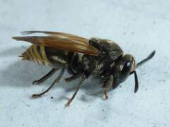 Brachygastra mellifica