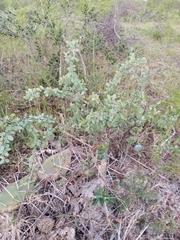Lycium boerhaviifolium