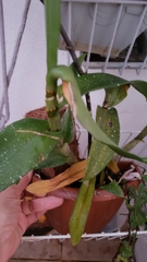 Phalaenopsis