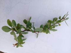 Lycium boerhaviifolium