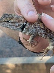 Sceloporus uniformis