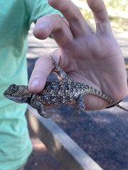 Sceloporus uniformis