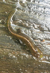Pleurodelinae