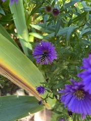Sericomyia chalcopyga