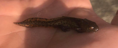 Pleurodelinae