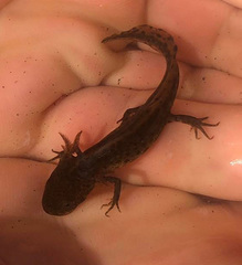 Pleurodelinae