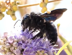 Xylocopa violacea