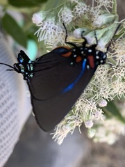 Atlides halesus