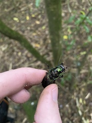 Megadromus antarcticus