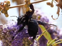 Xylocopa violacea
