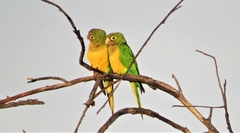 Eupsittula cactorum