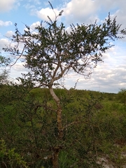 Aspidosperma quebracho-blanco