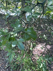 Citrus trifoliata
