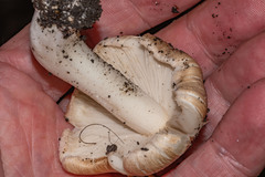 Pseudosperma sororium