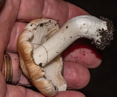 Pseudosperma sororium