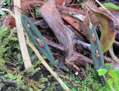 Lepanthes mucronata