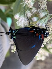 Atlides halesus