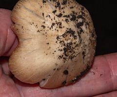 Pseudosperma sororium