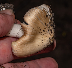 Pseudosperma sororium