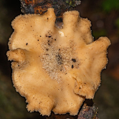 Polyporus