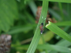 Linycus exhortator thoracicus