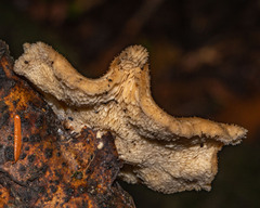 Polyporus